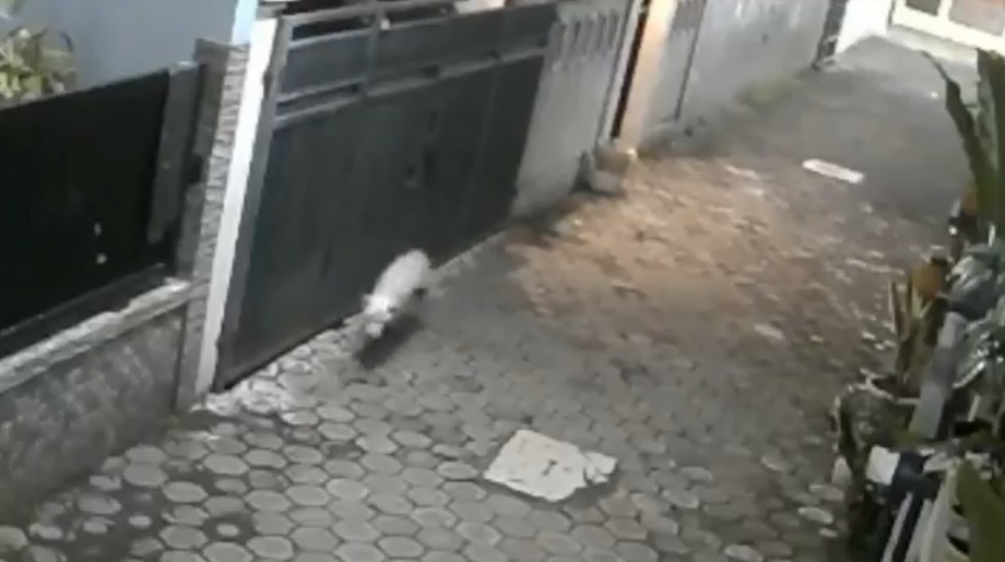 Cek Fakta! Isu Babi Ngepet Tertangkap Kamera CCTV di Pondok Aren