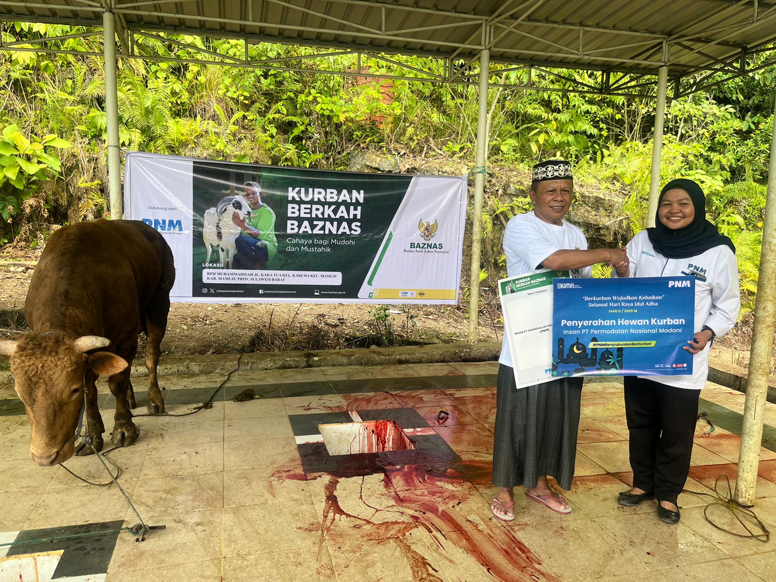 PNM dan BAZNAS Antar Kurban dari Donasi Karyawan hingga ke Ujung Negeri