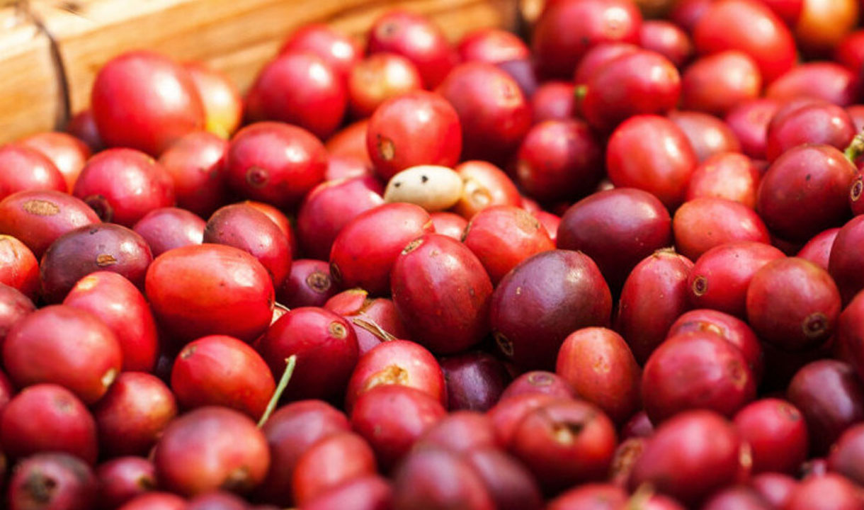 Peluang Kopi Indonesia di Tengah Dinamika Global