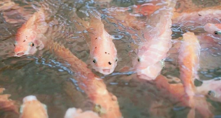 Sinergi Dua Program PSN Lewat  Revitaliasi Tambak Terlantar Komoditas Ikan Nila Salin