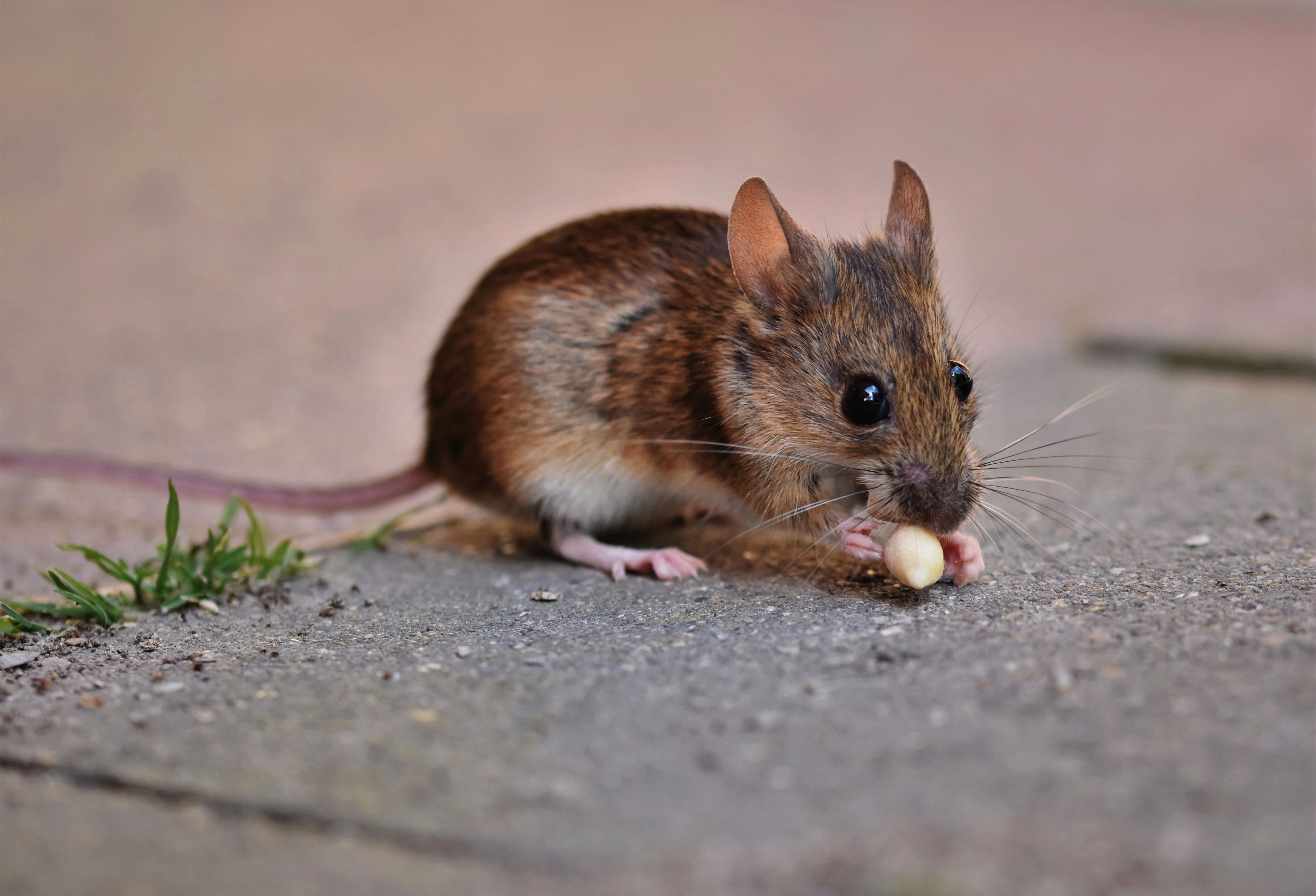 5 Bahaya Kencing Tikus bagi Kesehatan Keluarga, Waspada Leptospirosis!