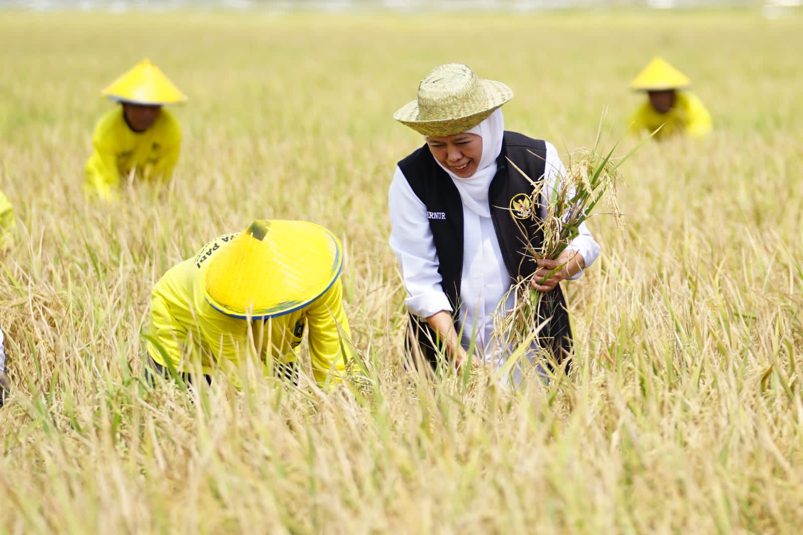 Potensi Produksi Padi Jatim Januari-Juli 2025 Tembus 8,78 Juta Ton GKP, Khofifah Siap Wujudkan Kedaulatan Pangan Nasional