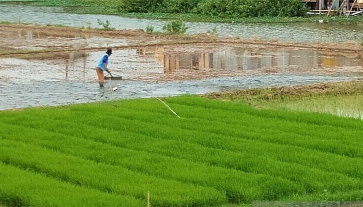 IAW Sebut Perpres 4/2026 terkait Sawah Blunder, Bertolak Belakang dengan Visi Prabowo