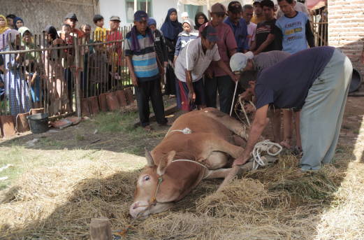 Momen Berbagi dan Menebar Kebahagiaan Saat Iduladha: Satu Daging untuk Jutaan Senyum