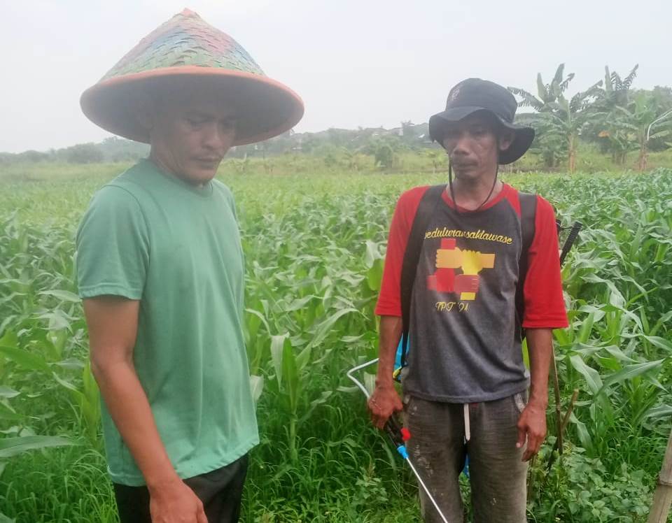 Petani Sidoarjo Sukses Tanam Jagung di Lahan Tidur