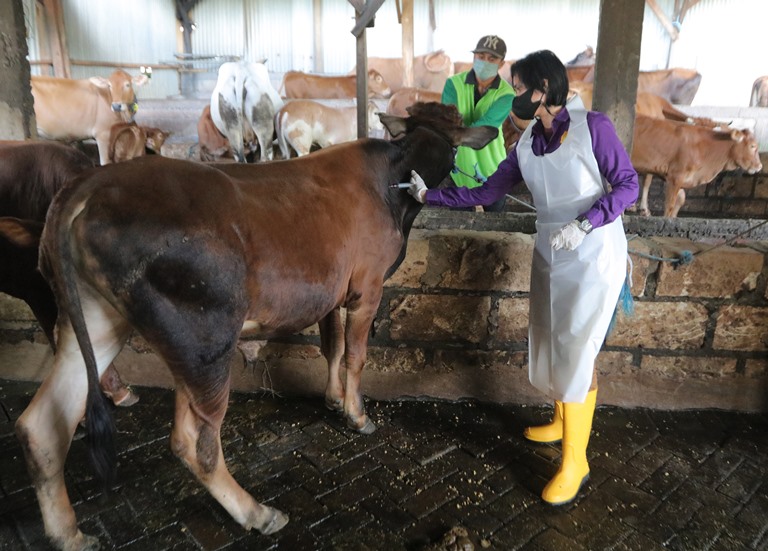 Pedagang Sapi Mulai Kesulitan Stok