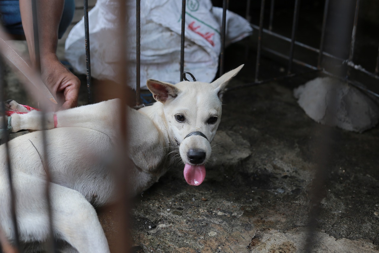 Program Alih Usaha Untuk Kebaikan di NTT: Dua Pelaku Usaha Daging Anjing Resmi Tutup