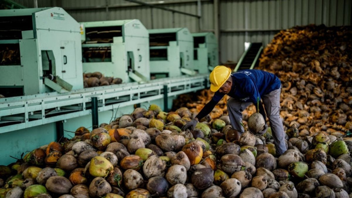 Datangkan Alat Canggih dari Tiongkok, Targetkan Olah 2,1 Juta Kelapa per Hari