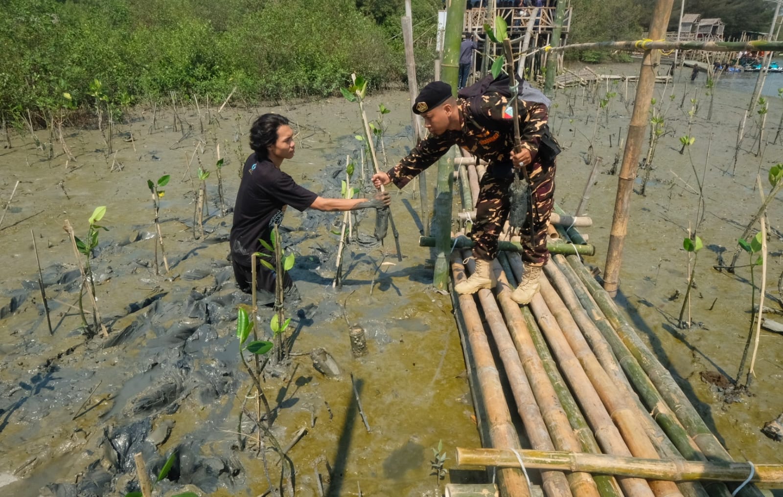 Puncak Hari Santri Dimulai dengan Tanam Ribuan Bibit Mangrove di Pantai Romokalisari Surabaya 