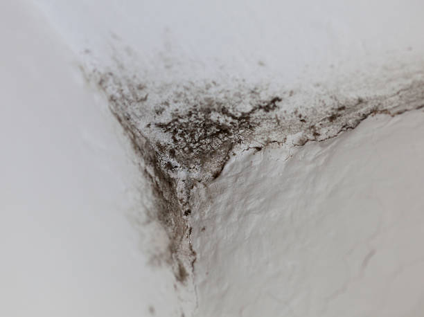 5 Langkah Mudah Hilangkan Black Mold dan Cara Pencegahannya