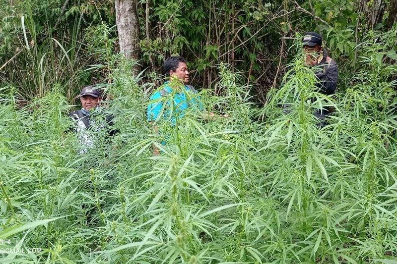 Ladang Ganja di Zona Terlarang TNBTS (Bagian I)