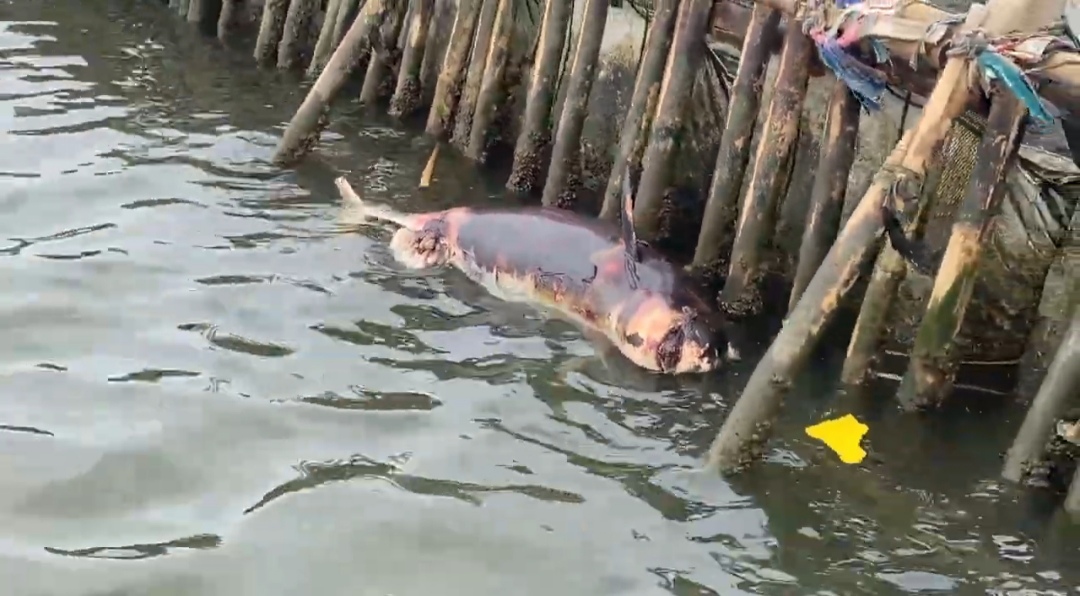 Heboh Penemuan Bangkai Lumba-lumba di Pagar Laut Bekasi, Pertanda Apa?