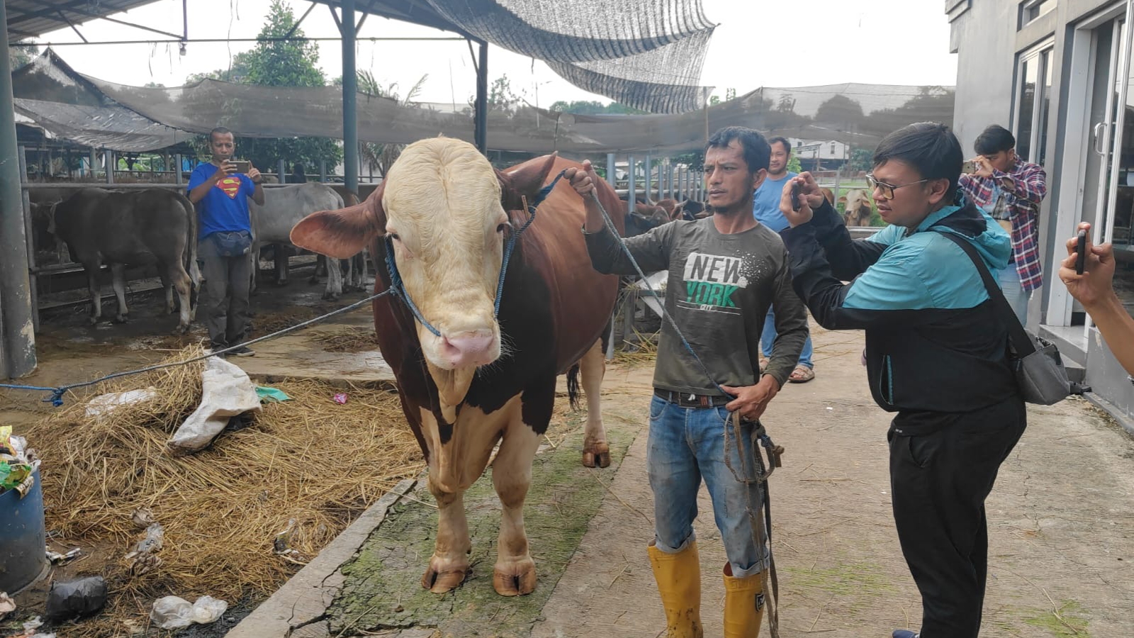 Prabowo Beli Sapi Kurban 1,1 Ton dari Peternak di Jatiasih, Harganya Rp85 Juta