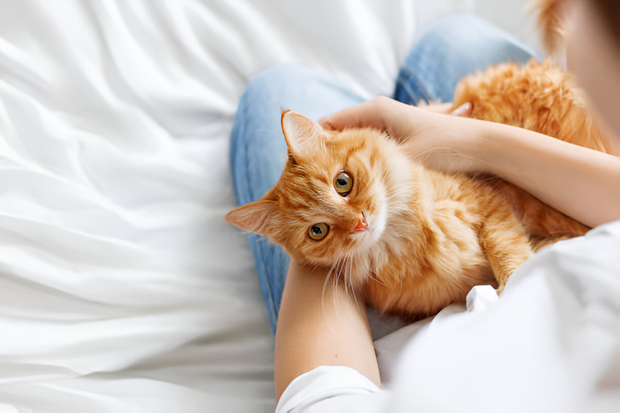 Apakah Memelihara Kucing Bisa Mengurangi Rasa Stres? Ini Fakta Ilmiahnya