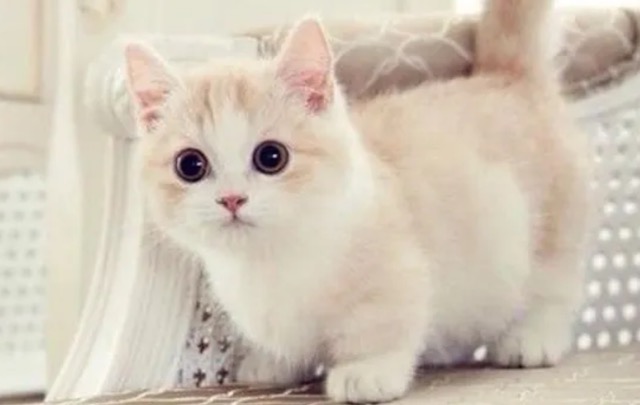 Mengenal Kucing Munchkin Berkaki Pendek Karena Mutasi Genetik Alami