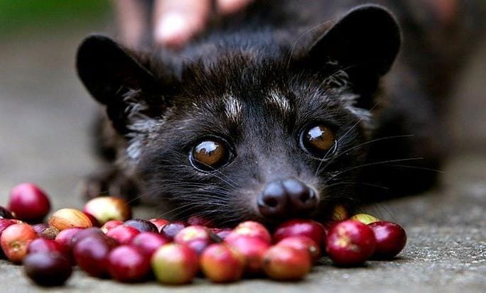 Proses Panjang Pembuatan Kopi Luwak: Dari Musang Kelapa hingga Jadi Minuman di Cangkir Anda