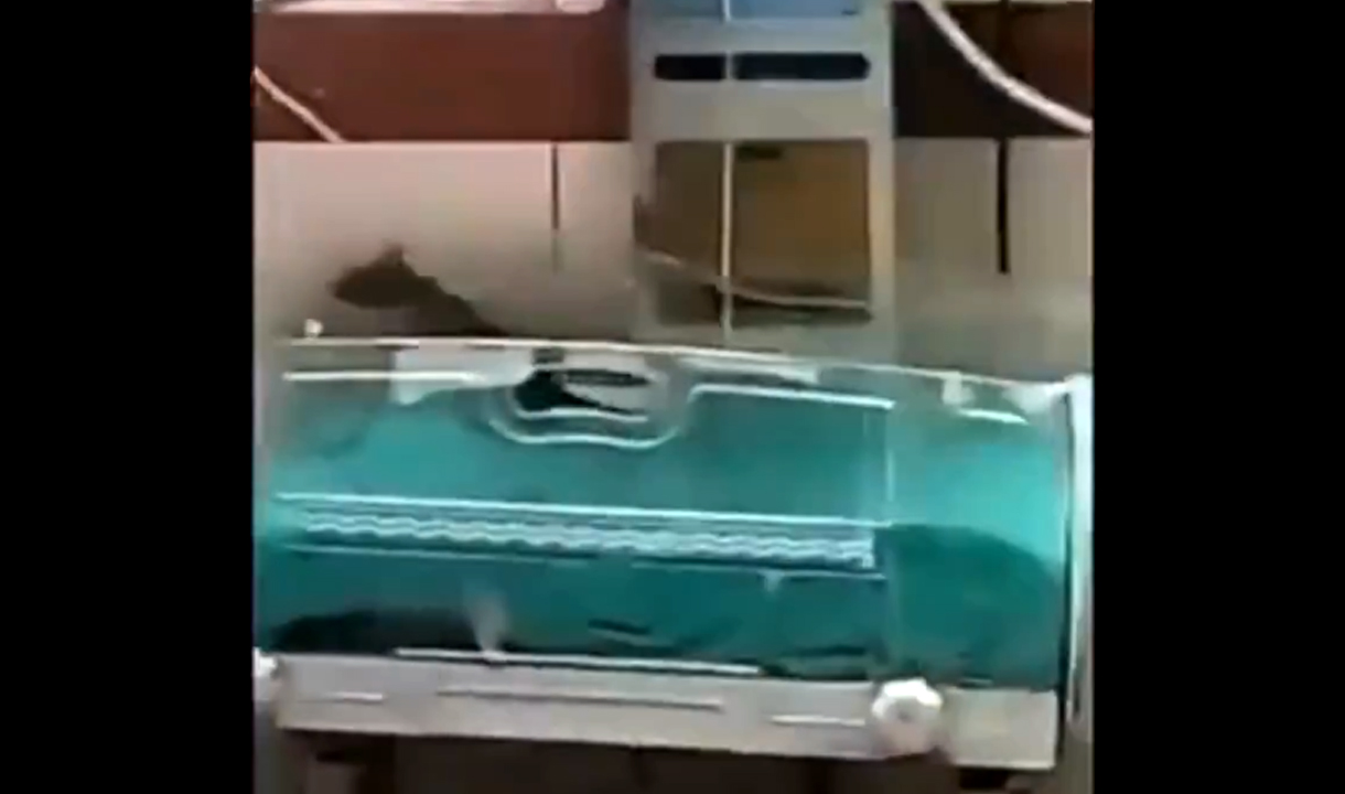 2 Bayi Meninggal Dunia di Rumah Sakit Karena Digigit Tikus, Kepala Perawat Diskors 