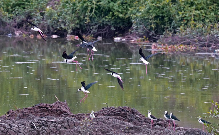 Hutan Mangrove Wonorejo, Tempat Transit Burung Migran