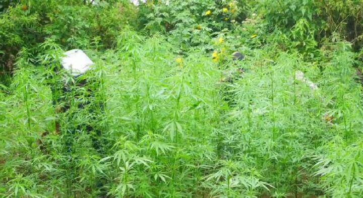 Fakta-Fakta Penemuan Ladang Ganja di Kawasan TNBTS