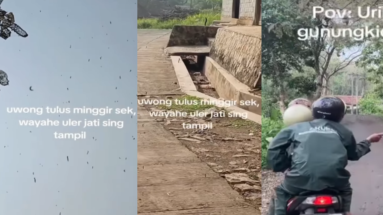 Viral Penampakan Ribuan Ulat Jati Gelantungan di Gunungkidul, Warga Pada Merinding Ketakutan