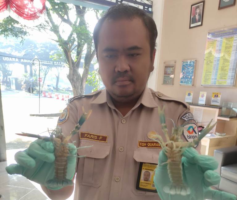 Karantina Jatim Sertifikasi Lobster Air Tawar Untuk Awasi Komoditas Perikanan