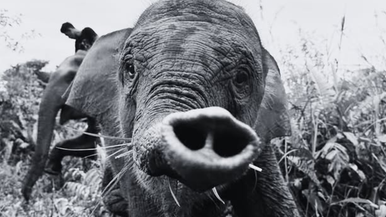 Anak Gajah Tari di TN Tesso Nilo Ditemukan Mati, Apa Penyebabnya?