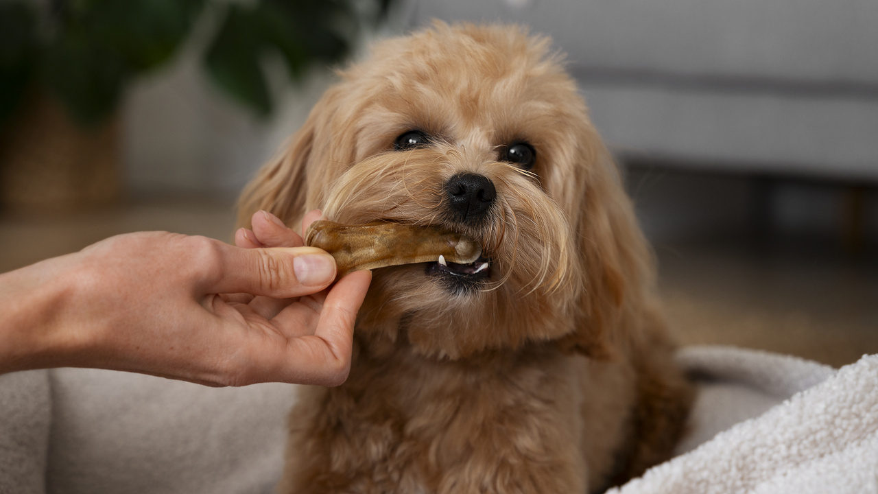 10 Superfood Aman untuk Anjing, Dukung Kesehatan Harian hingga Imunitas