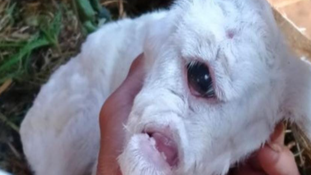 Viral Domba Jantan Mata Satu Lahir di Cianjur, Bikin Heboh Satu Kampung