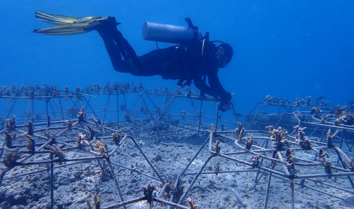 Sinergi Rehabilitasi Terumbu Karang Pulihkan Ekosistem Perairan Pulau Pieh