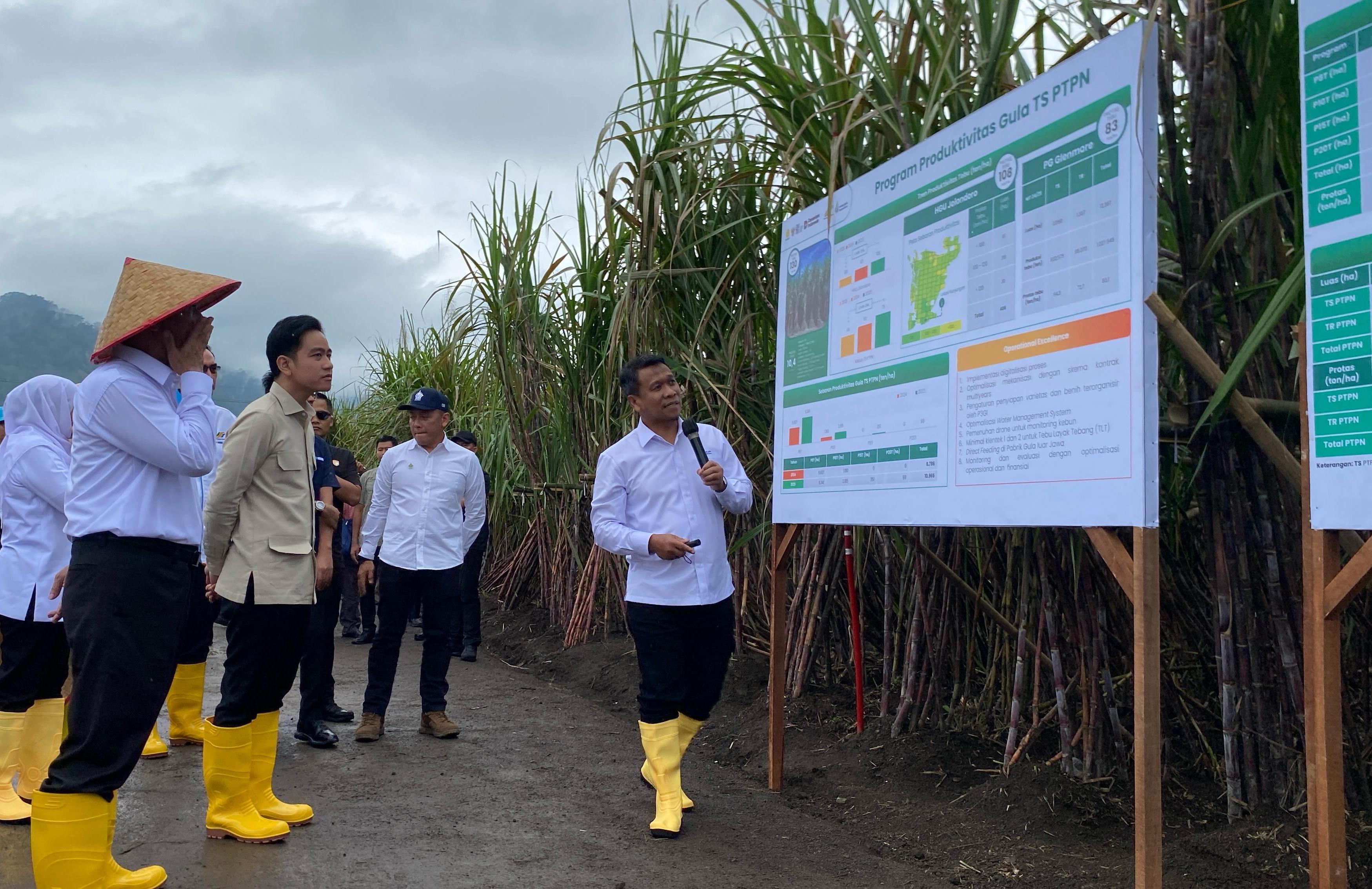 Panen Tebu di HGU PG Glenmore Disaksikan Wapres, PT SGN Yakin Capai Swasembada Gula pada 2027