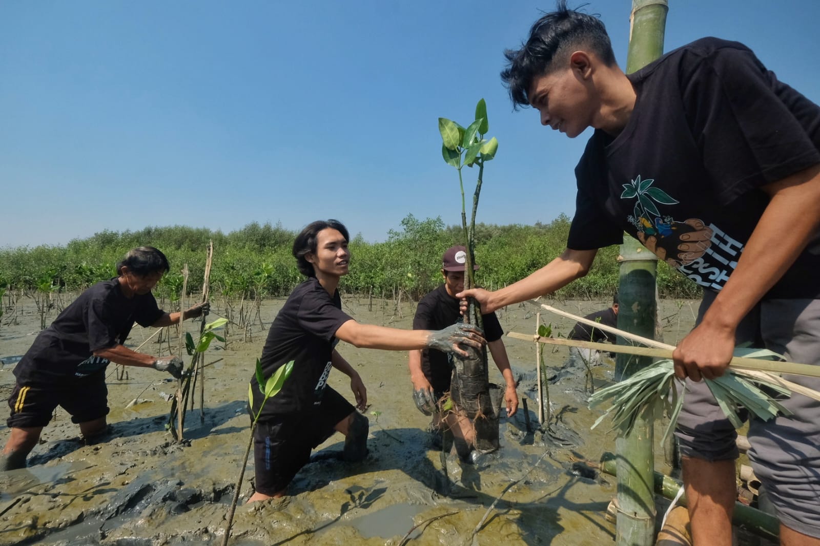 Bersih-Bersih Pantai dan Penanaman 2.500  Mangrove di Pantai Romokalisari Sambut Hari Santri Nasional 2023