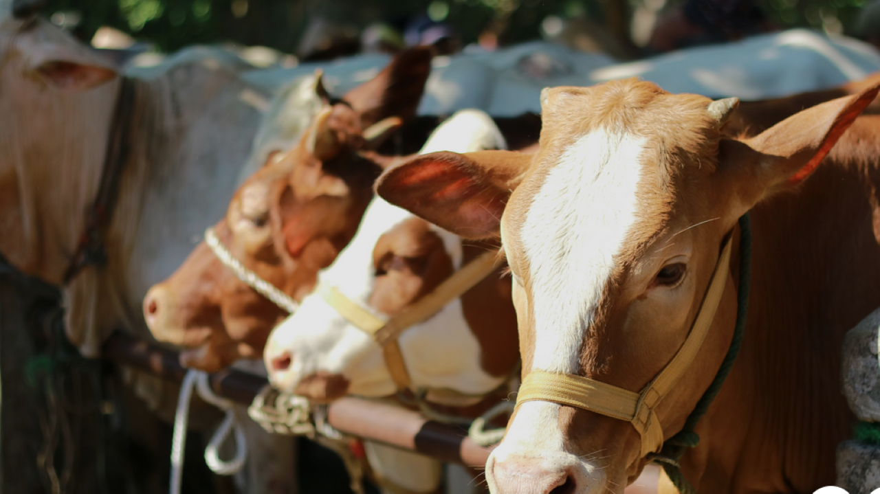 5 Kriteria Hewan Kurban yang Sah dan Sehat Menurut Syariat