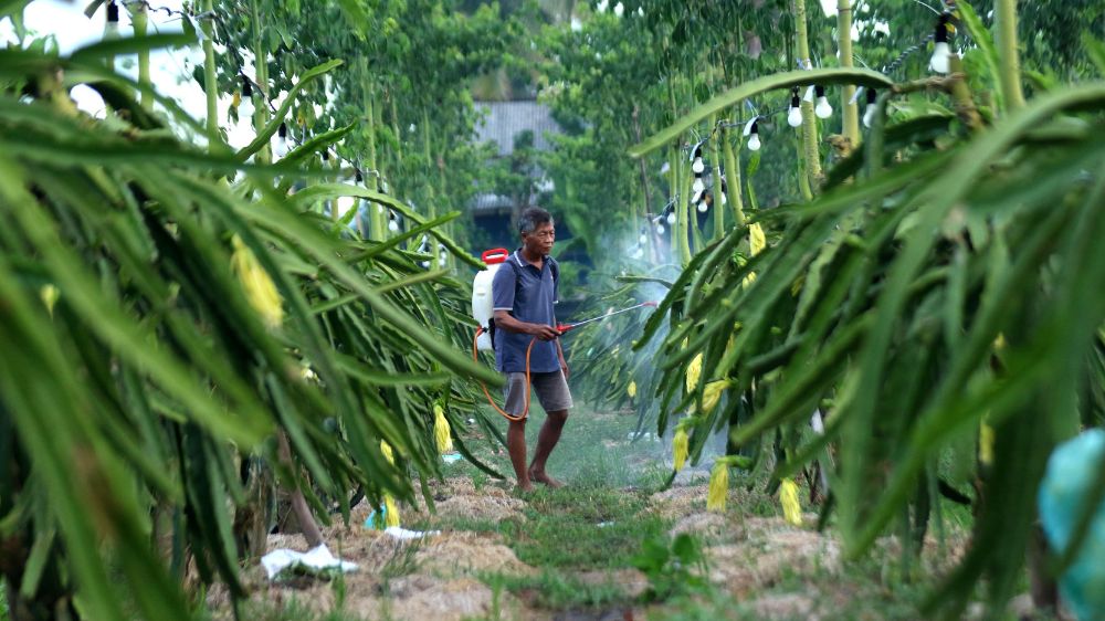 Didampingi BRI, Klaster Petani Buah Naga Banyuwangi Jadi Model Pemberdayaan UMKM Pertanian