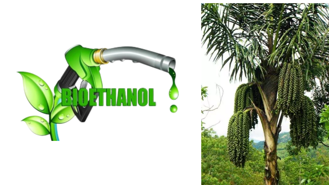 Apa Itu Bioetanol dari Aren (E100) yang Diluncurkan Kemenhut? Simak Manfaatnya