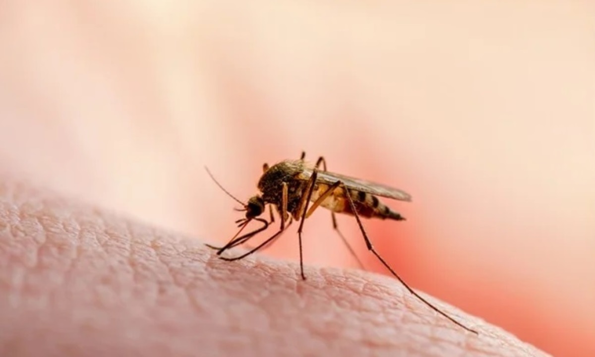 Malaria Knowlesi Kini Mulai Serang Manusia, Awalnya Hanya Diidap Kera