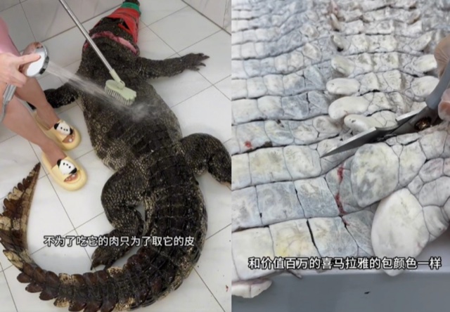 Heboh! Vlogger Cantik Tiongkok Masak Aligator Buat Konten, Malah Picu Kemarahan Publik