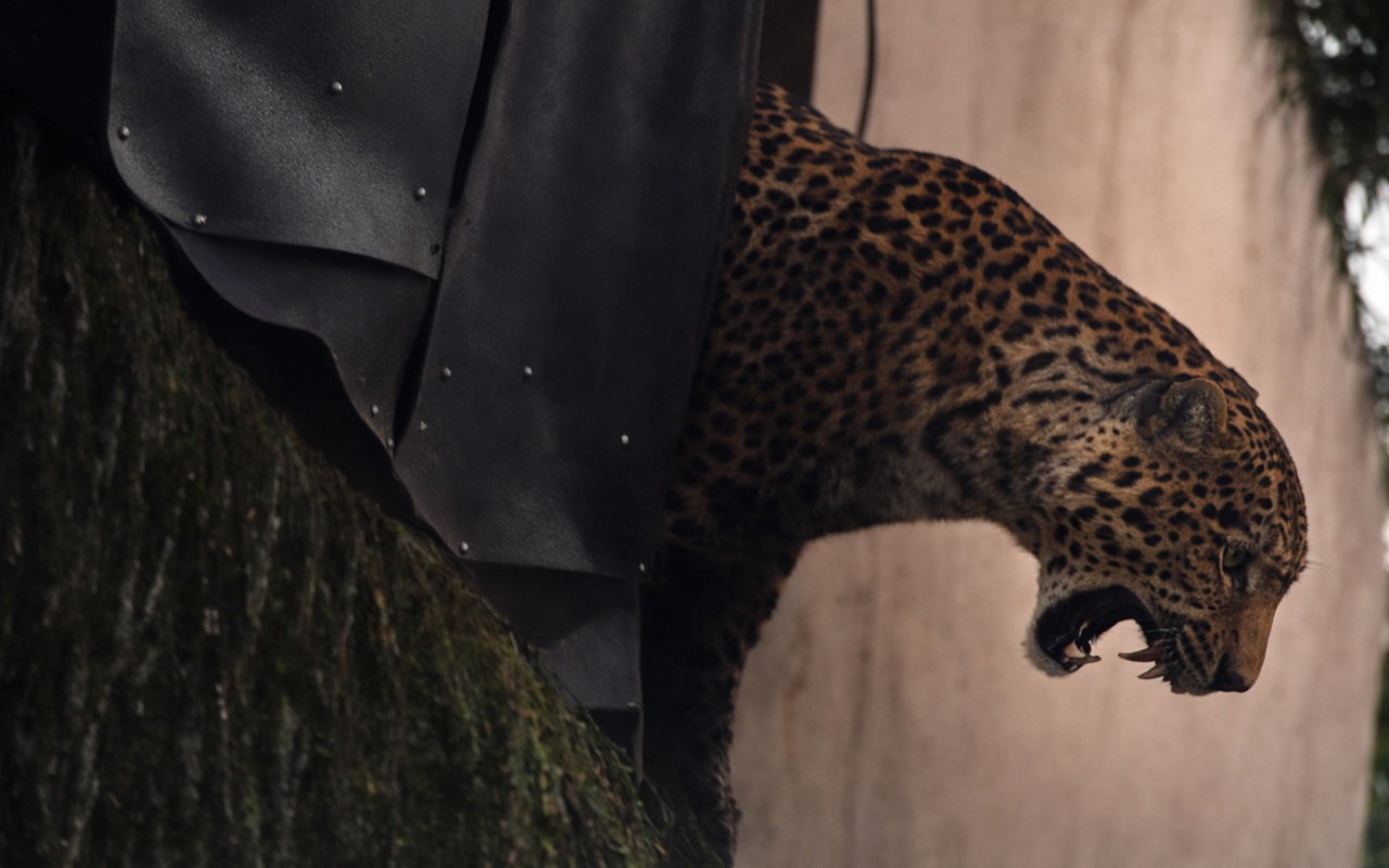 Ngeri! Detik-detik Macan Tutul Masuk Rumah Warga di Pacet Bandung, Saksi: Sebesar Kambing Dewasa