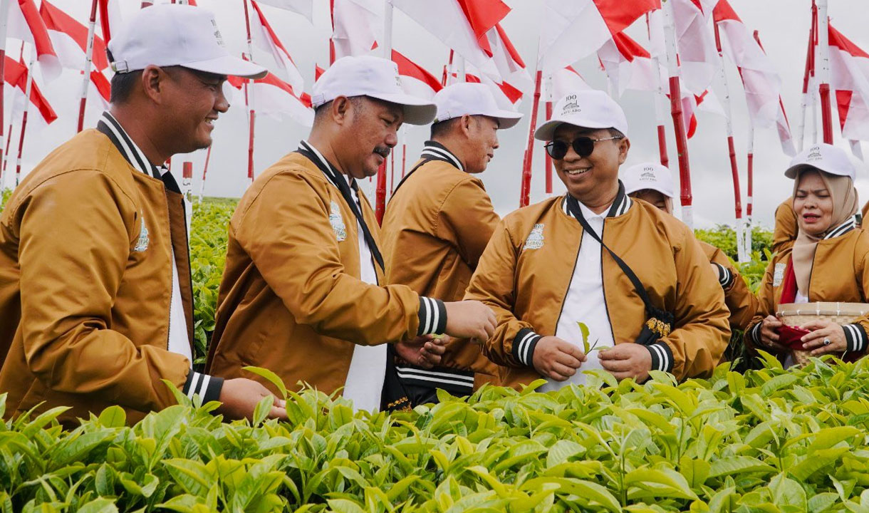 Menatap Abad Kedua Teh Kayu Aro