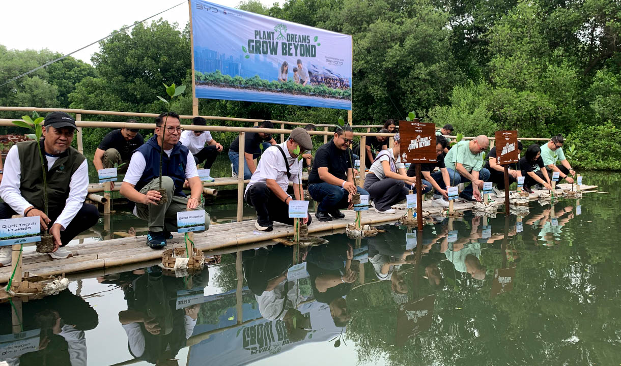Tekan Emisi Udara, BYD dan Beyond Tanam Ratusan Mangrove, Serap 10.000 Kg Emisi Pertahun  
