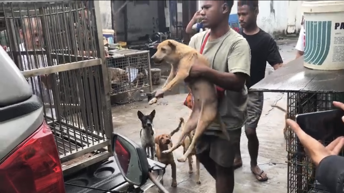 Tempat Jagal Anjing di Cengkareng Digrebek, 56 Ekor Anjing Berhasil Diselamatkan