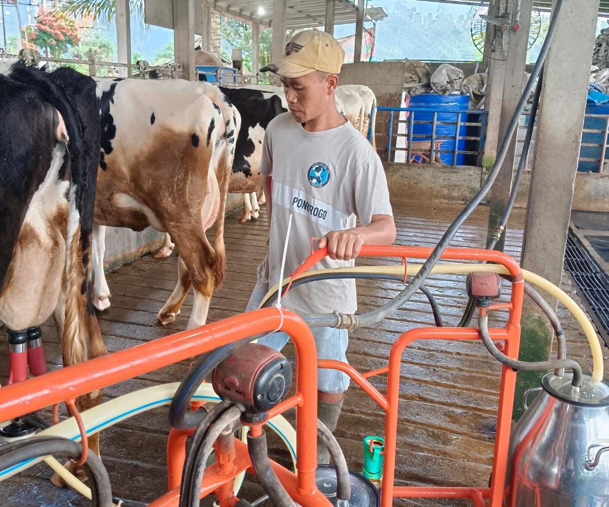 BRI Dukung Pemulihan dan Pertumbuhan Klaster Susu Mulya Abadi di Ponorogo