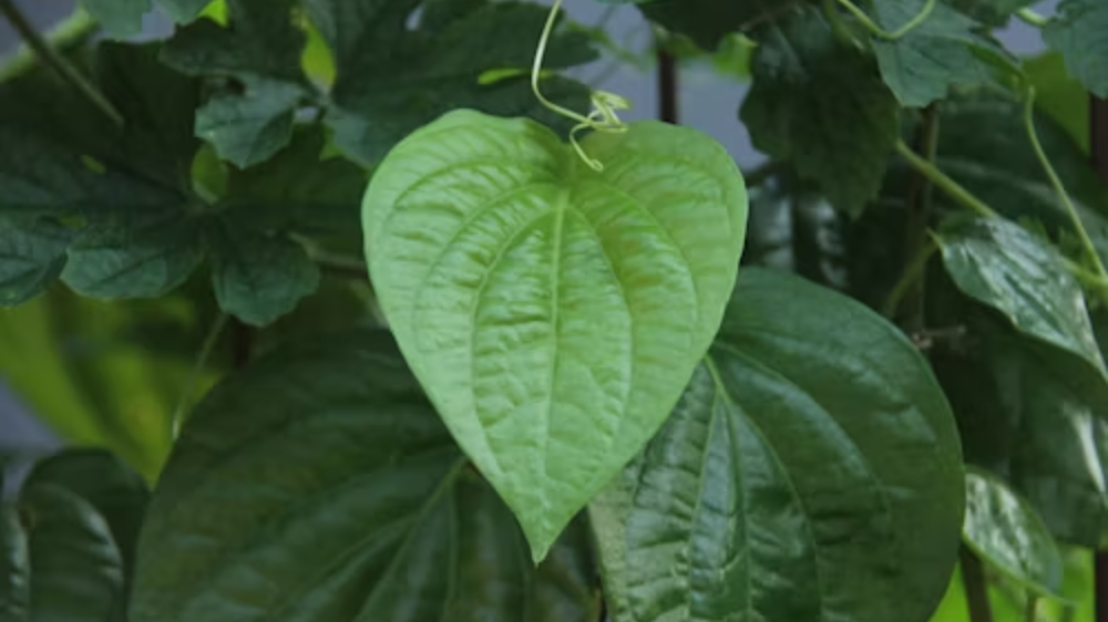 Belum Banyak yang Tahu! Ini Manfaat Daun Sirih dan Garam Bagi Kecantikan dan Kesehatan