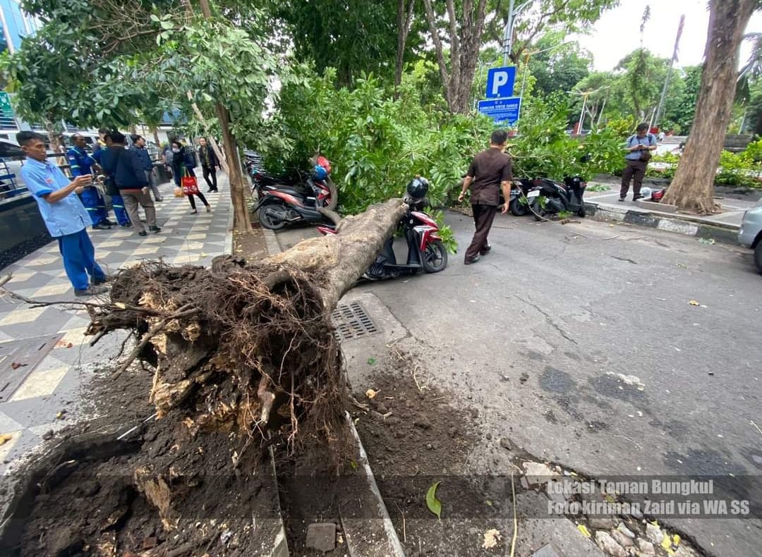 Angin Kencang Melanda Surabaya, Beberapa Pohon di Taman Bungkul Tumbang