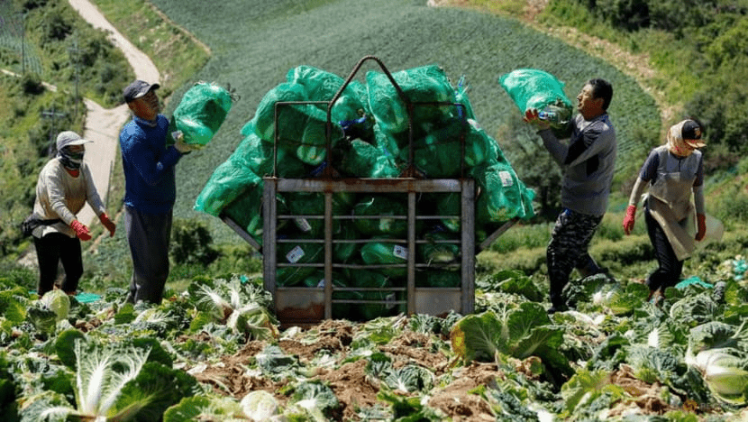 Kenaikan Suhu, Kualitas Kimchi di Korea Selatan Terancam Turun