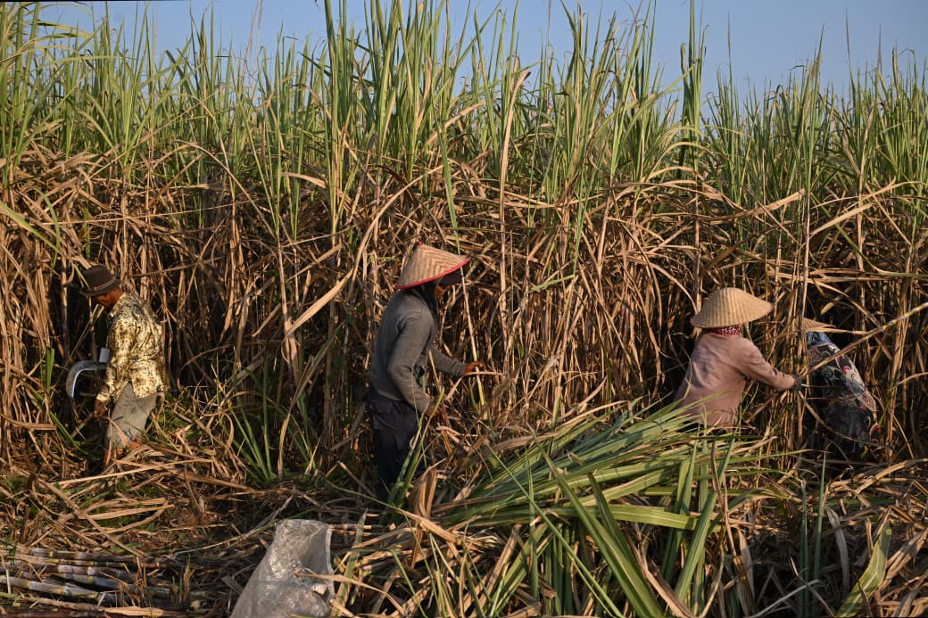 E10 dan E20 Dikebut, Bioetanol Indonesia Dihadang Masalah Produksi hingga Pangan