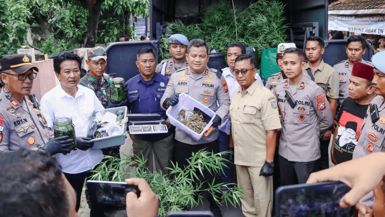 Grebek Budidaya Ganja Rumahan di Jombang, Polisi Sita 110 Batang dan 5,3 Kg Ganja 