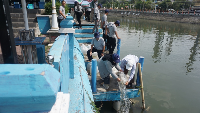 PT Bhirawa Steel Tebar 4.000 Benih Ikan Nila di Kalimas Surabaya