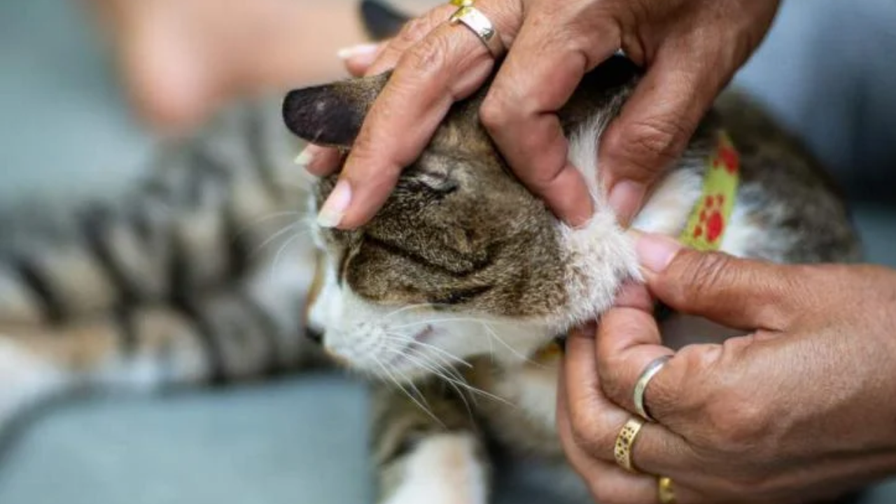 7 Cara Menghilangkan Kutu Kucing secara Alami, Dijamin Peliharaan Makin Bersih