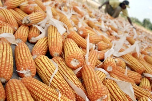 Transaksi Jagung