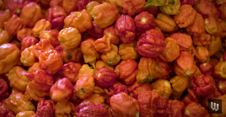 Mengenal Carolina Reaper, Cabai Terpedas Di Dunia 